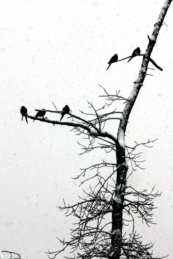 snow-birds